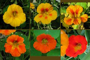 Tropaeolum majus (Garden Nasturtium) - CLICK TO ENLARGE PHOTO